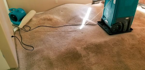 Cost of Carpet Water Extraction in Sparks